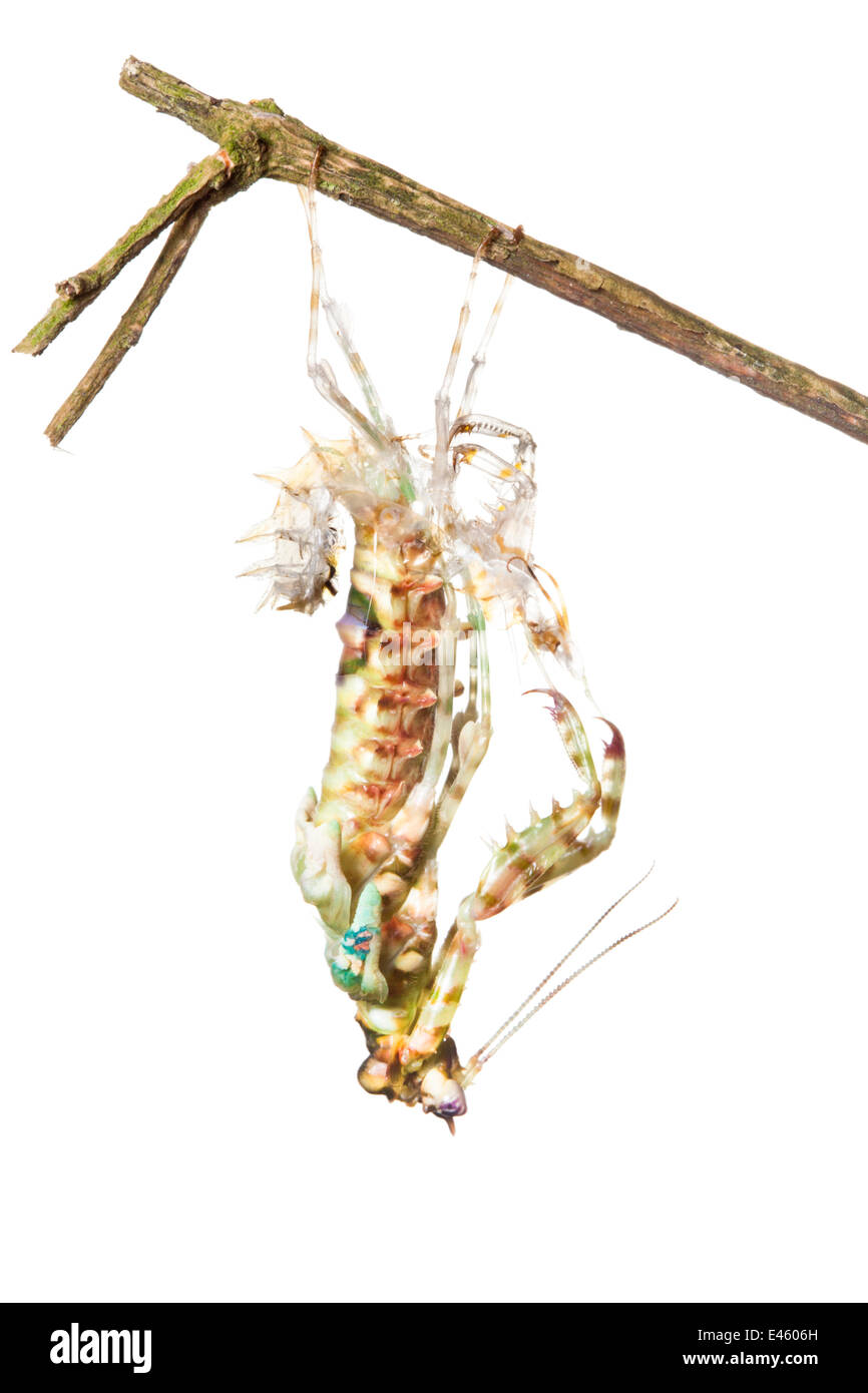 Spiny flower mantis (Pseudocreobotra wahlbergii) shedding skin. Captive, originating from Africa. Stock Photo