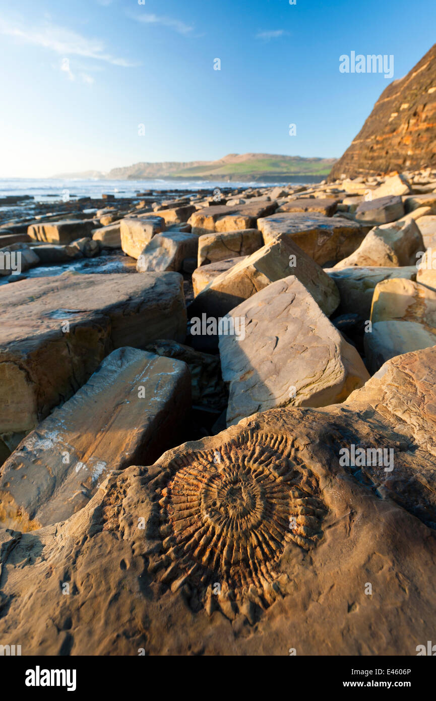 Ammonite fossil embedded in rock at Kimmeridge Bay, Jurassic Coastline
