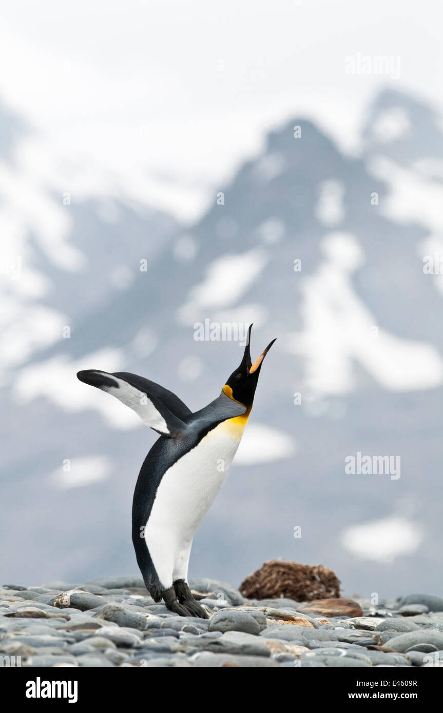 Penguin head side hi-res stock photography and images - Alamy