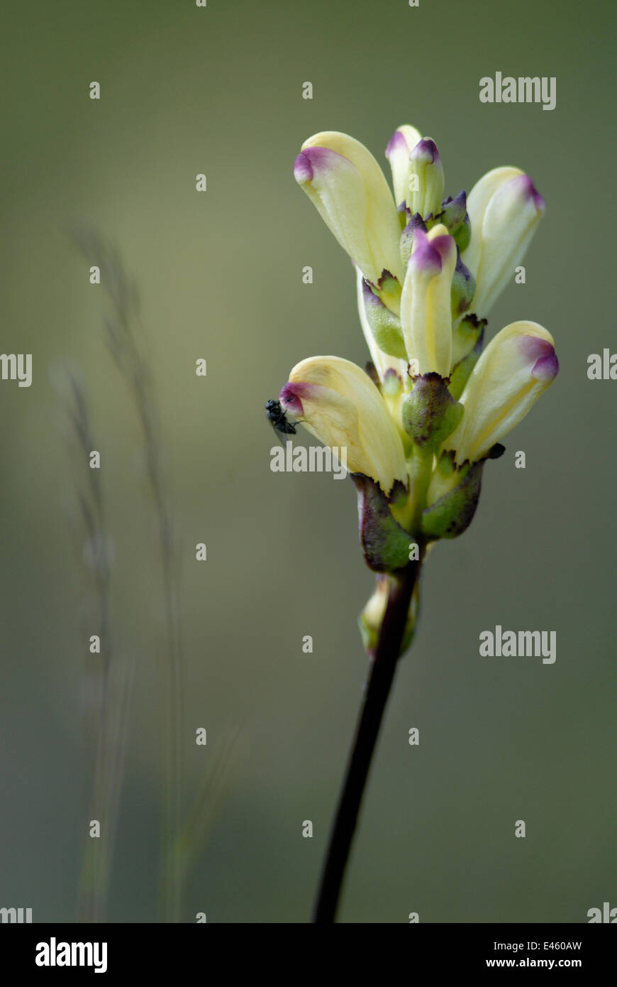 Moor-king (Pedicularis sceptrum-carolinum) flower, Vardo, Finnmark, Norway Stock Photo