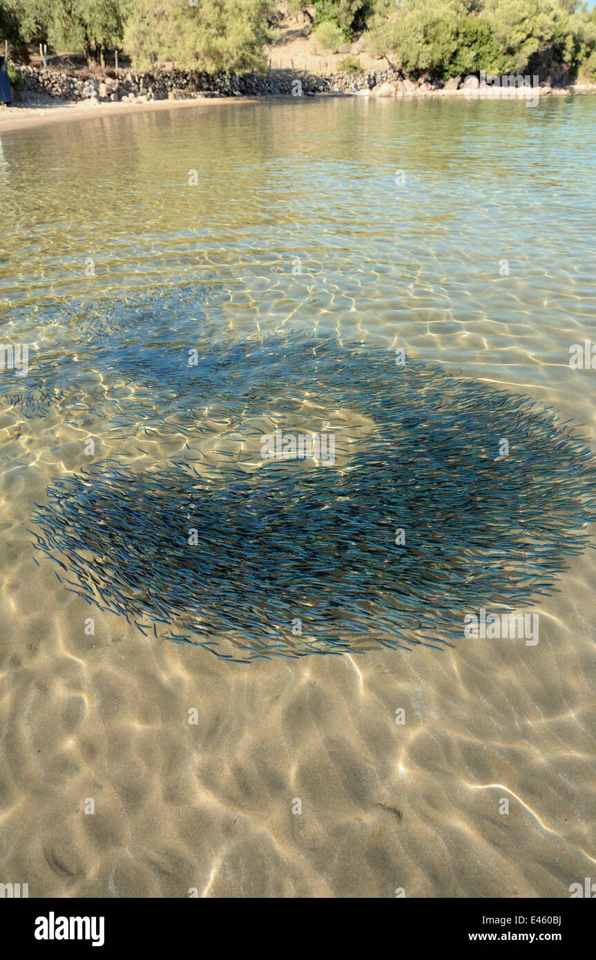 Shoal of young sardines (Sardina pilchardus) swimming in various directions close to the shore in a shallow sandy bay, viewed from above water. Eastern Lesbos /Lesvos, Greece, August. Stock Photo