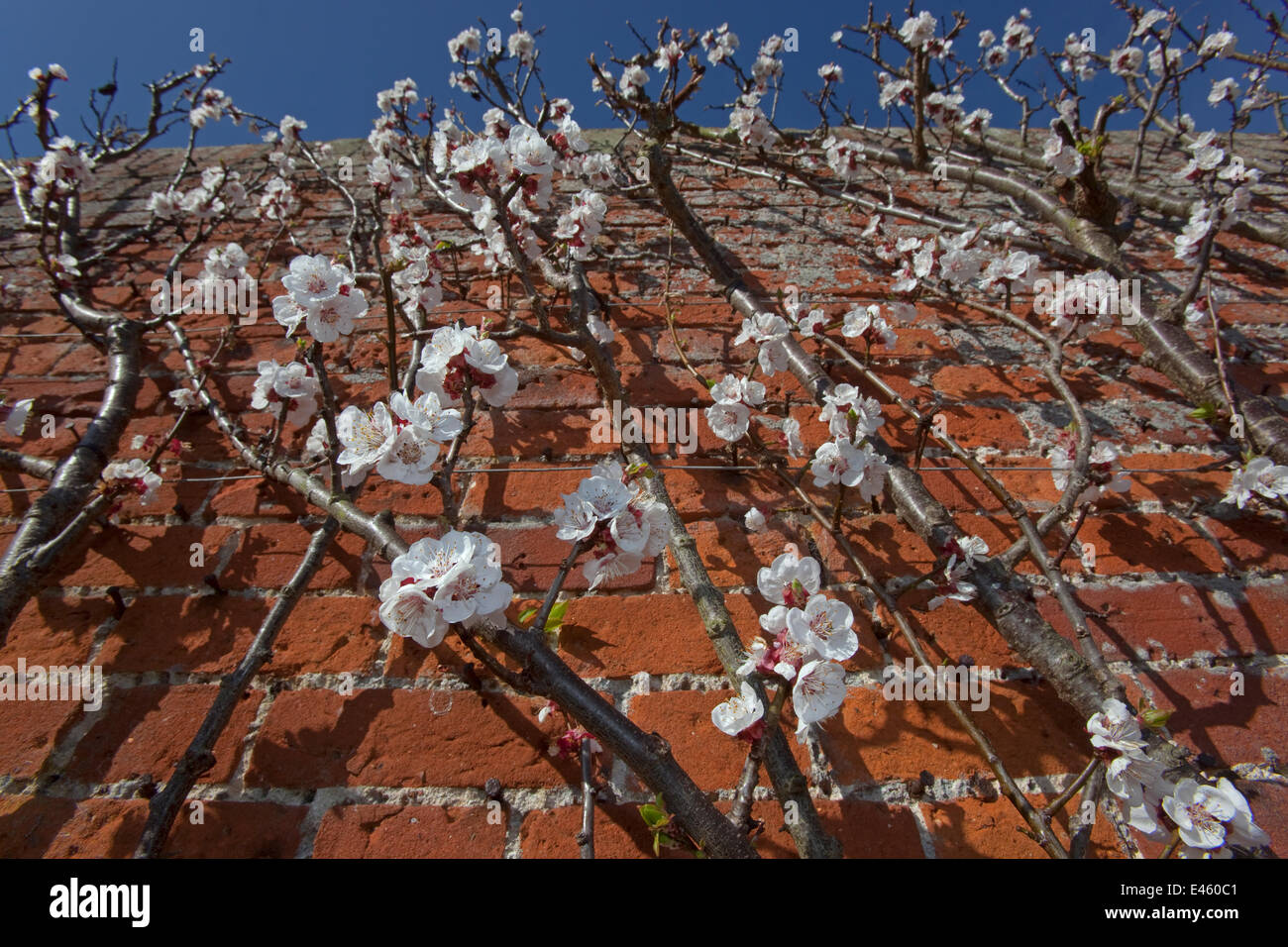 Apricot tree (Prunus ameniaca) Moorpark variety in blossom trained against a wall in walled garden, UK, March. Stock Photo