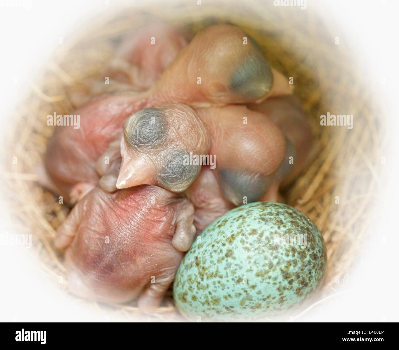 Newly hatched Western scrub jay chicks californica Stock