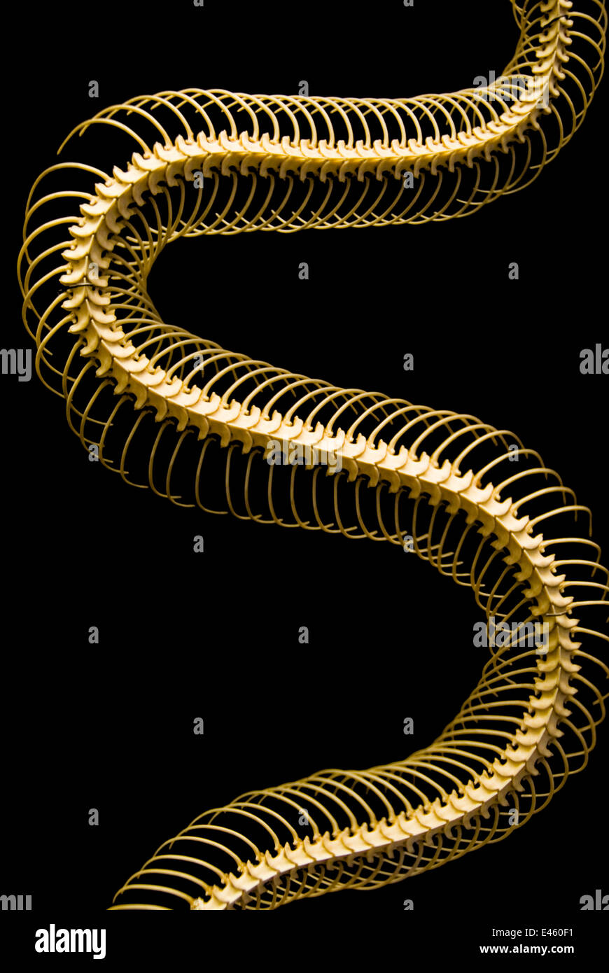 Skeleton of a Python (Python sp) Stock Photo