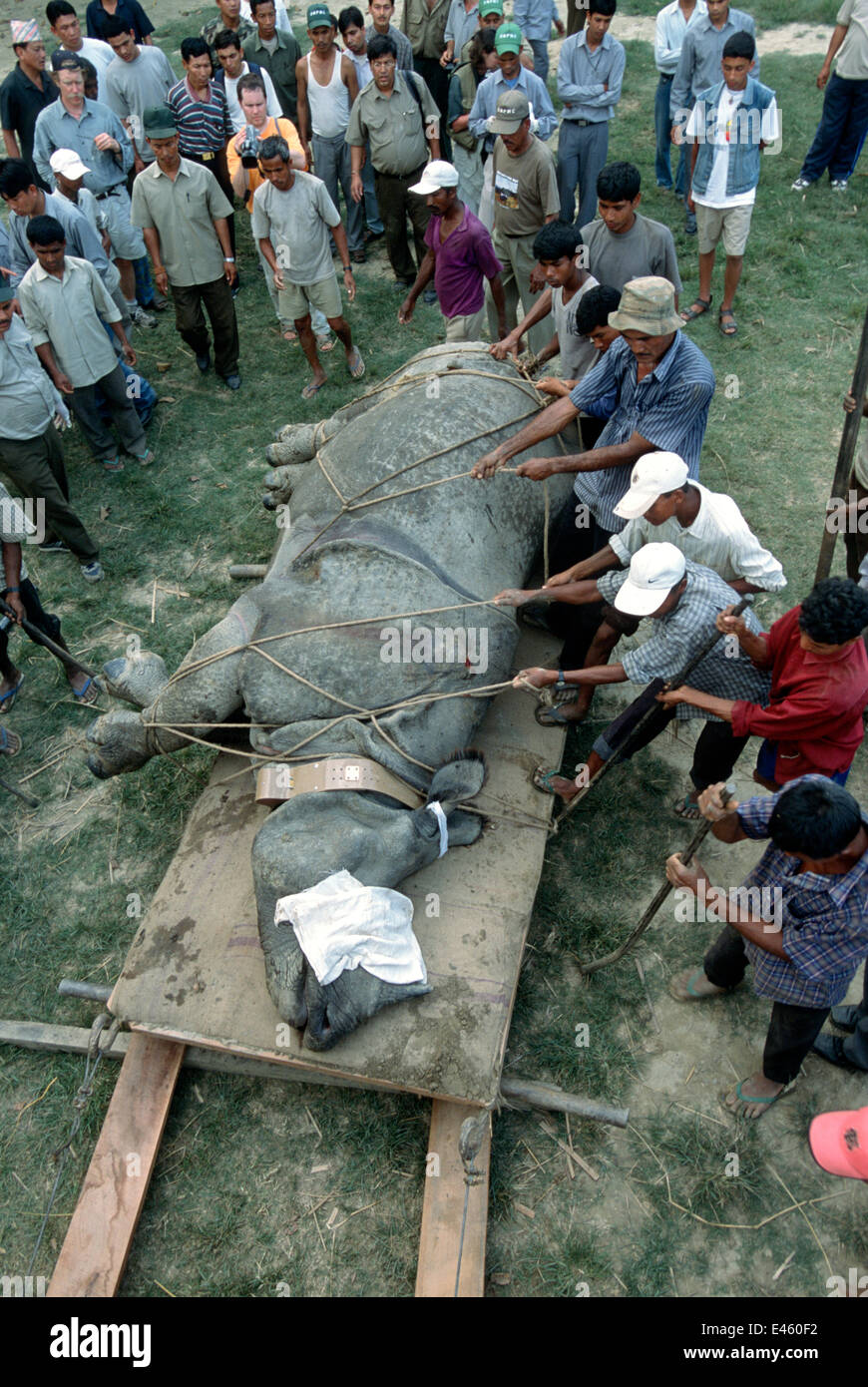 Indian / Asian rhinoceros (Rhinoceros unicornis) sedated before loading into transport vehicle at Chitwan NP, Nepal, for translocation to Royal Bardia NP, Nepal, 2003 Stock Photo