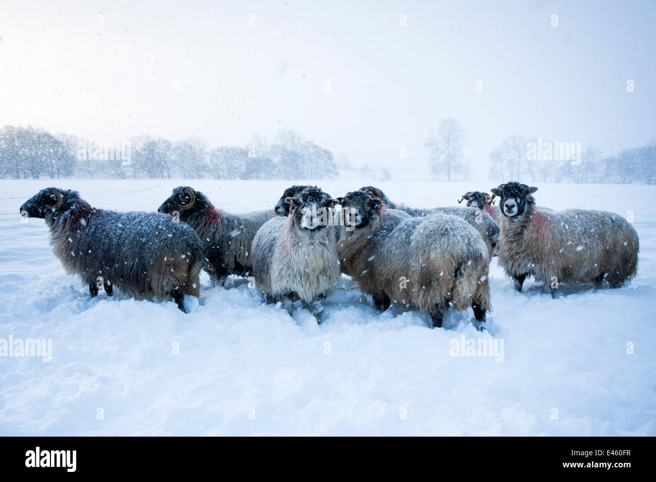Domestic sheep (Ovis aries) flock of Northumberland blackface sheep in snow, Tarset, Hexham, Northumberland, UK, November 2010 Stock Photo