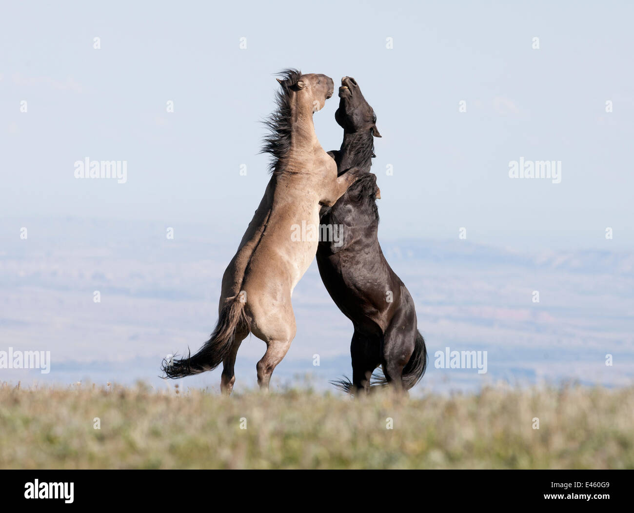Wild Horses / mustangs, two stallions rearing up fighting, Pryor Mountains, Montana, USA, June Stock Photo