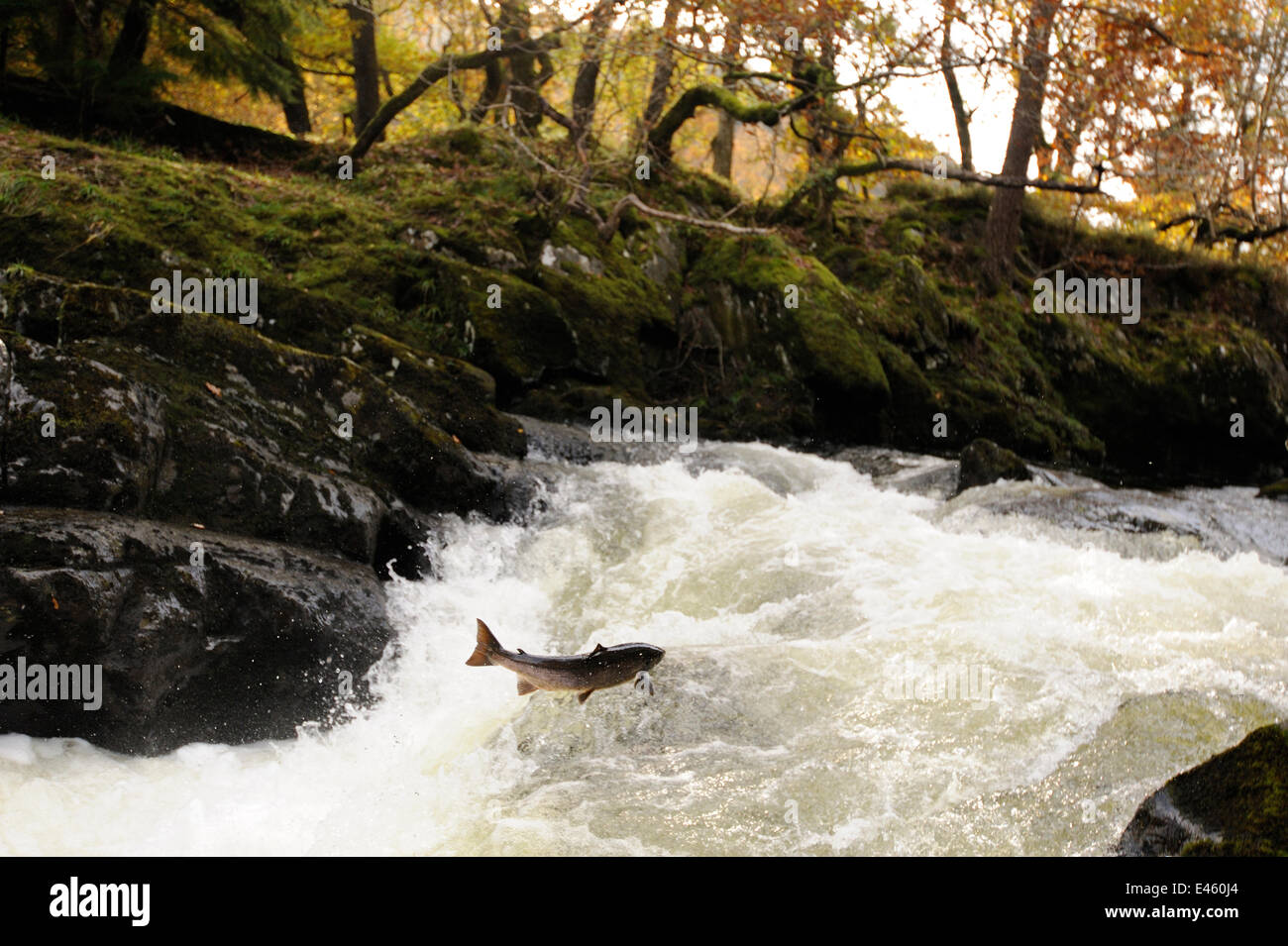 Atlantic salmon (Salmo salar) moving upriver to spawn. Lligwy River nr