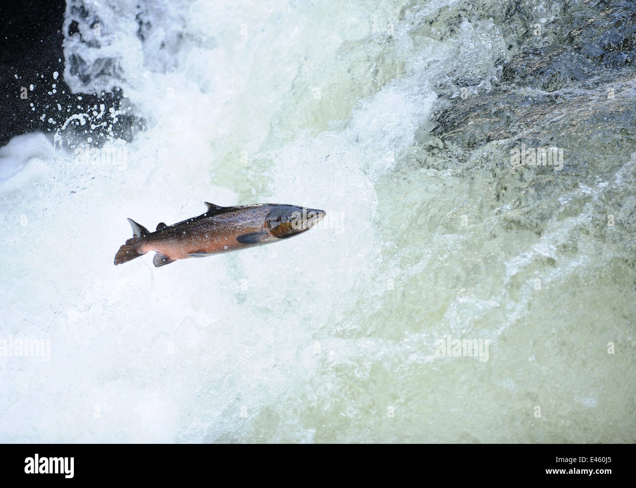 Atlantic salmon (Salmo salar) moving upriver to spawn. Lligwy River nr