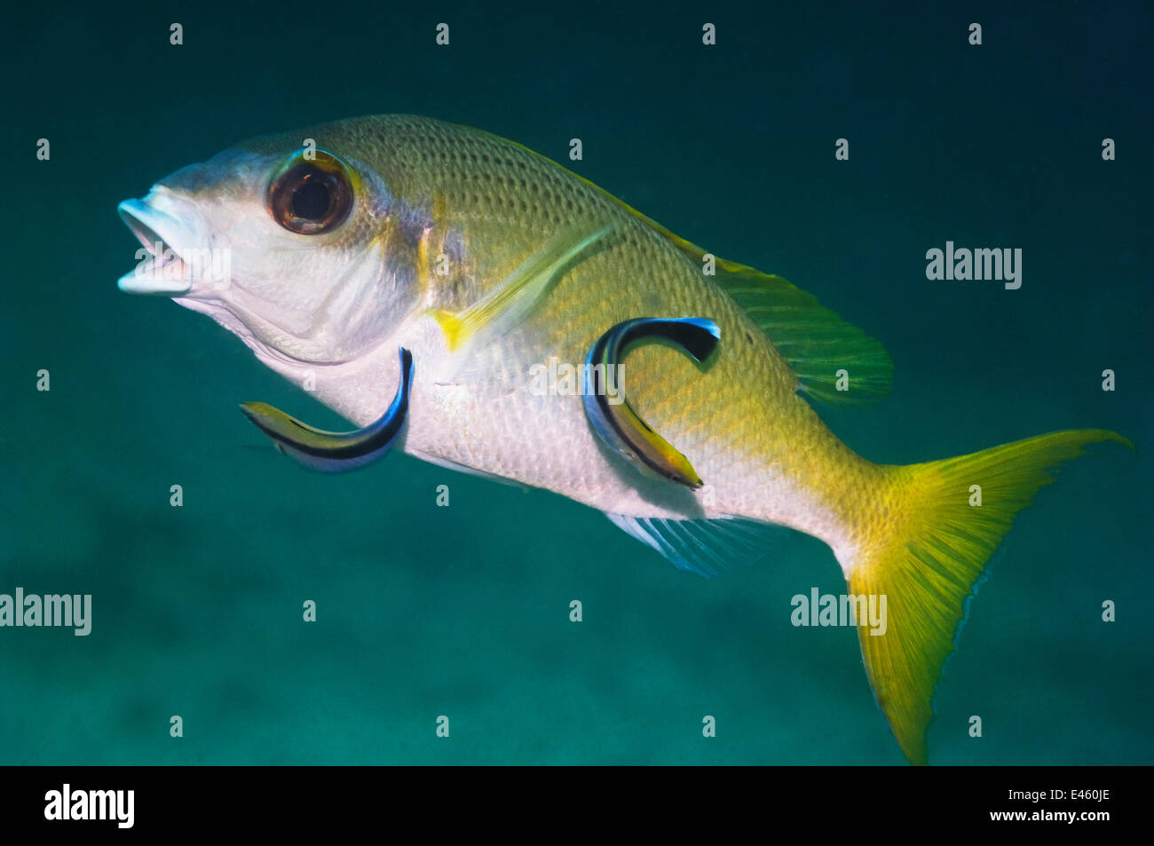 Bluestreak Cleaner Wrasses (Labroides dimidiatus) cleaning a snapper