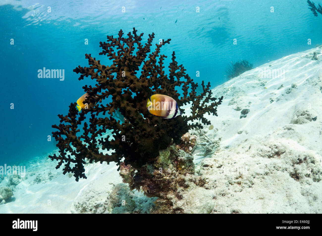 Black Tree Coral (Tubastrea micranthus), Dendrophylliidae, with Klein's Butterflyfish (Chaetodon kleinii). Indonesia, October. Stock Photo