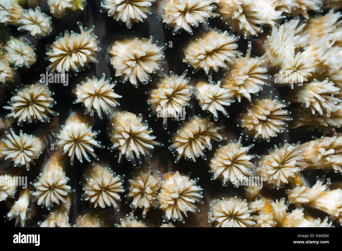 Galaxy Coral (Galaxea fascicularis). Rinca, Komodo National Park, Indonesia, October. Stock Photo
