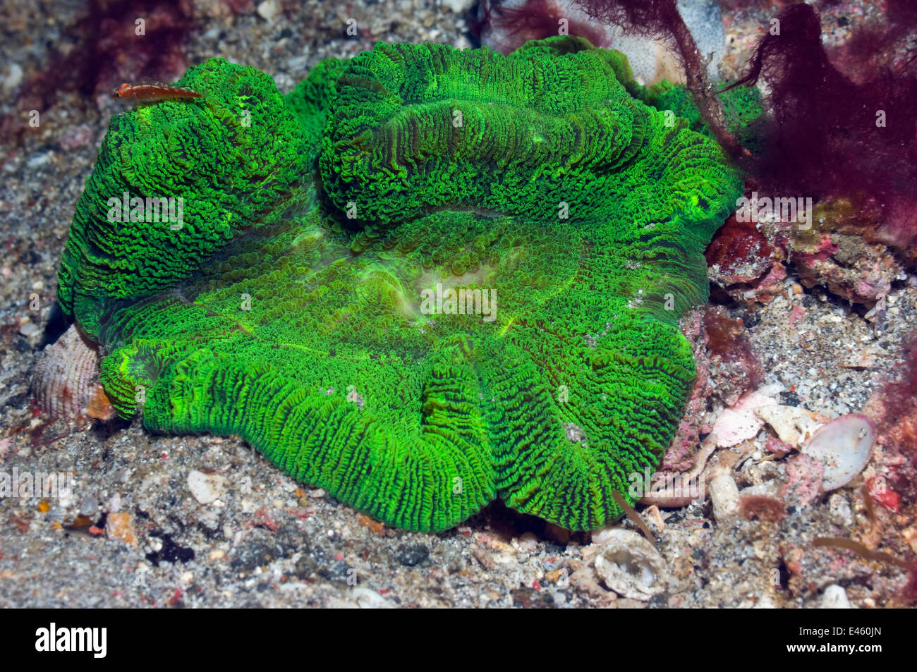 Open / Folded brain coral (Trachyphyllia geoffroyi). Rinca, Komodo National Park, Indonesia. October Stock Photo