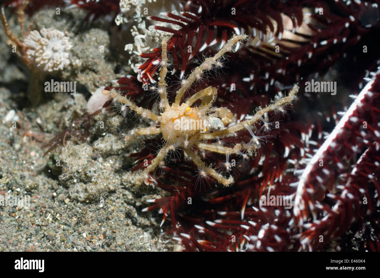 Hydroid or Fairy Crab (Hyastenus bipinosus) on crinoid or featherstar. Hydroid polyps are growing on its carapace. Rinca, Indonesia, October. Stock Photo