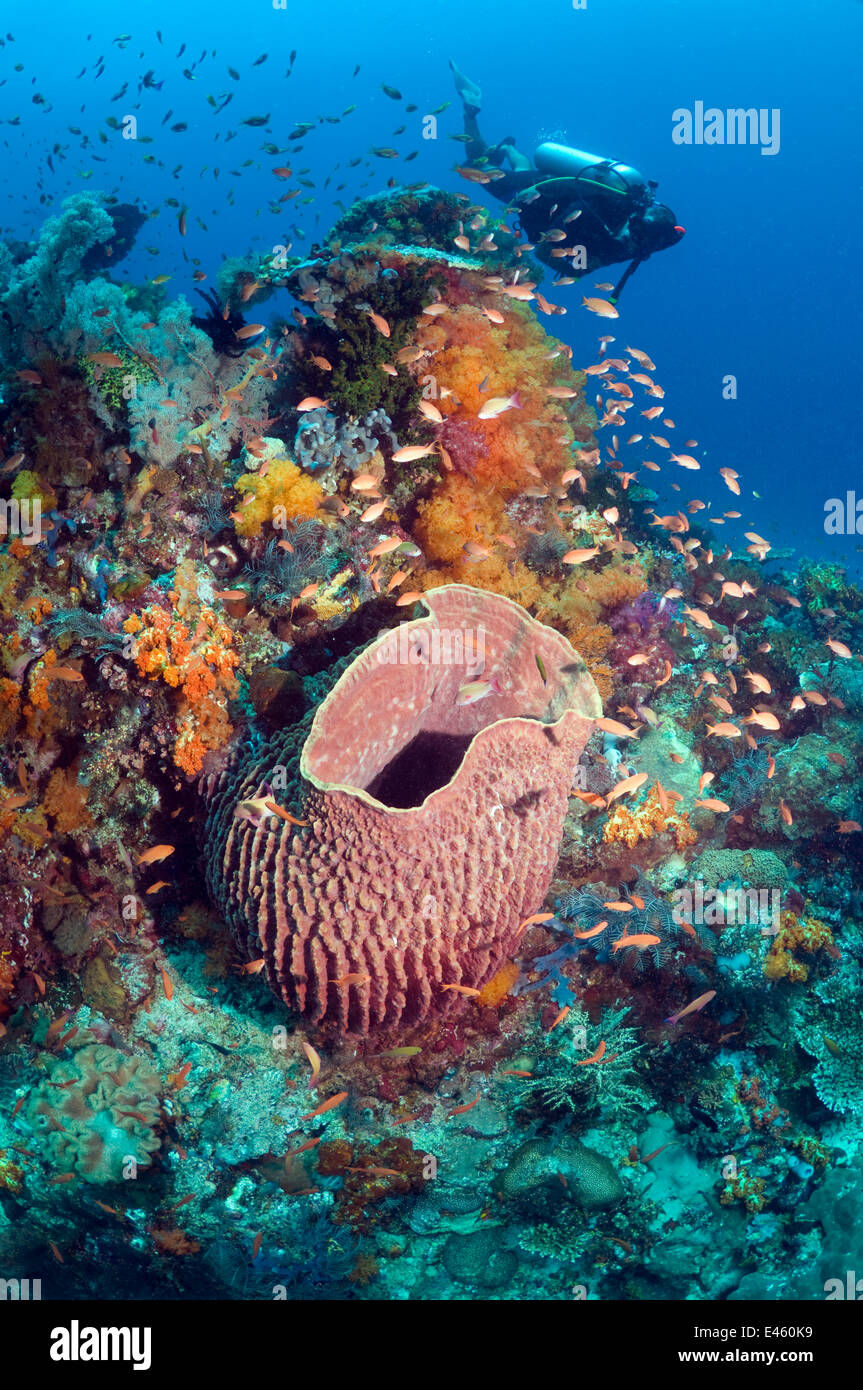 Scuba diver on coral reef with Barrel Sponge (Xestospongia testudinaria) and soft corals. Komodo National Park, Indonesia. Model Released Stock Photo