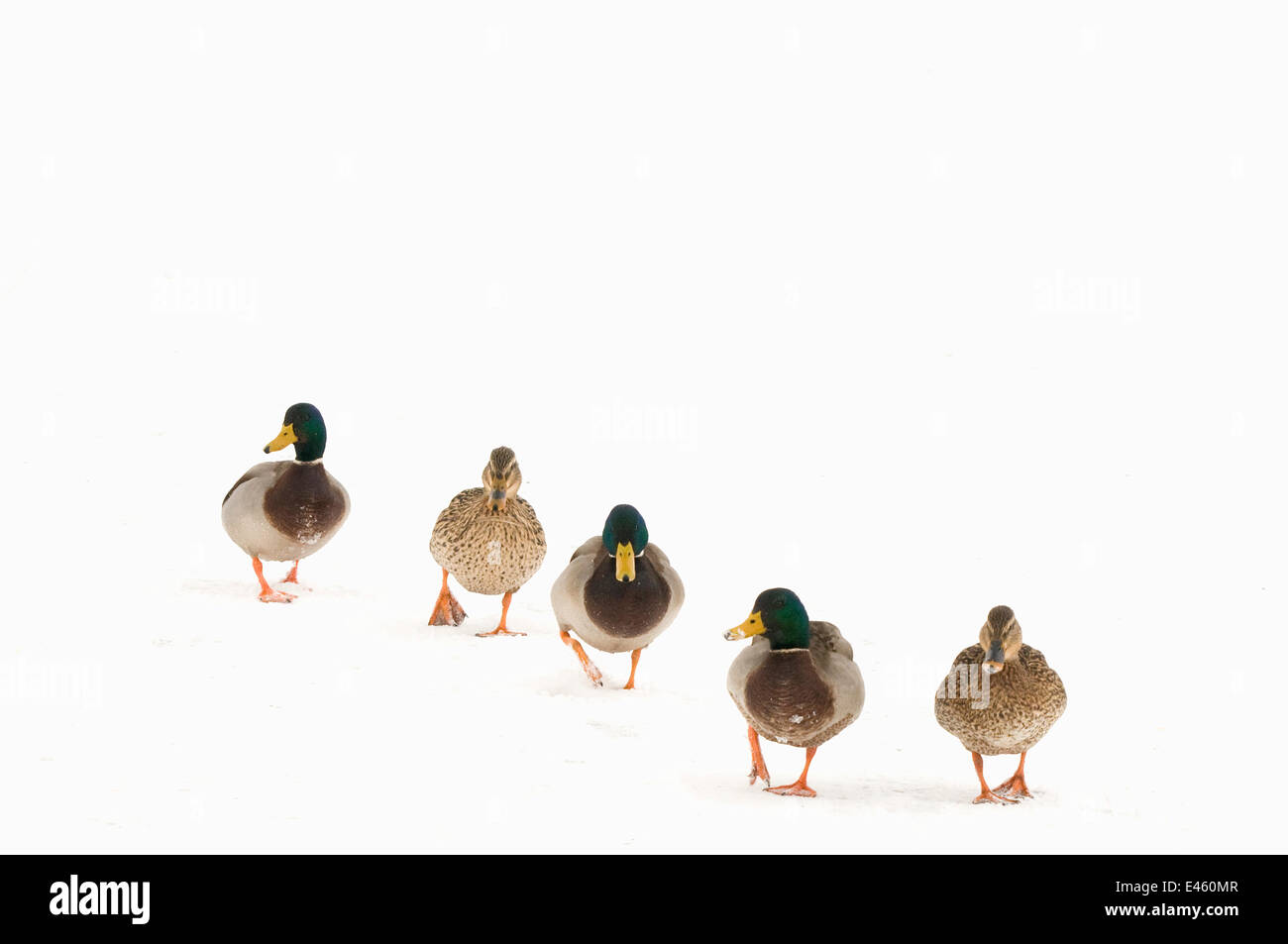 Ducks in water Cut Out Stock Images & Pictures - Alamy