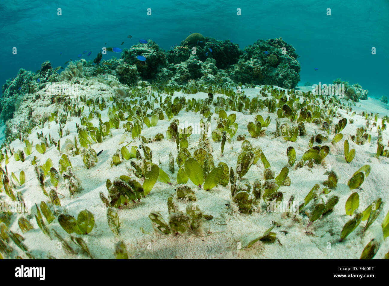 Oval seagrass (Halophila ovalis) food for the endangered Dugong, Palawan, Philippines, Indo-pacific Stock Photo
