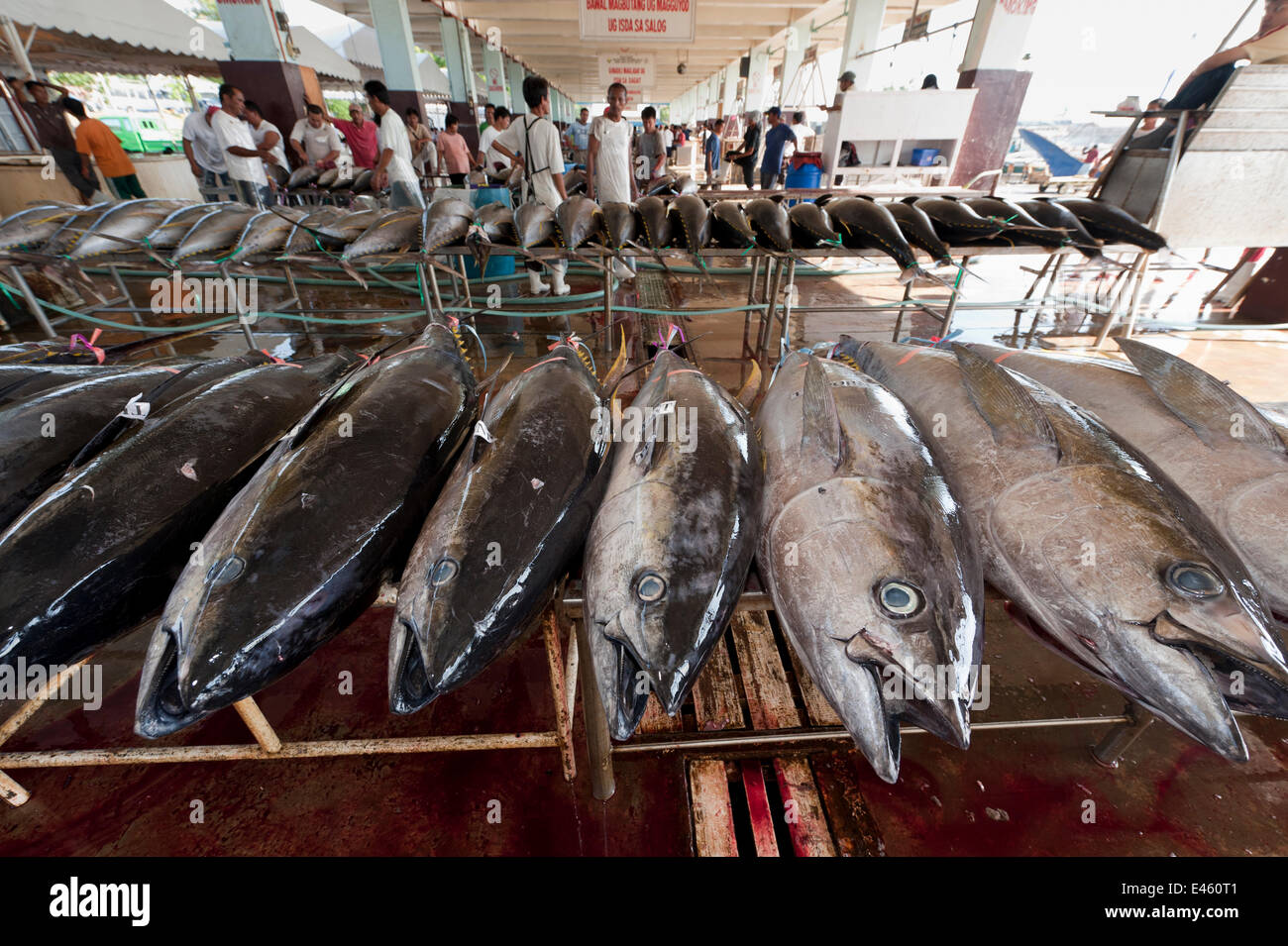 Tuna laid out in the fish landing and processing area of the Docks,  Sarangani, Philippines, April 2010 Stock Photo - Alamy