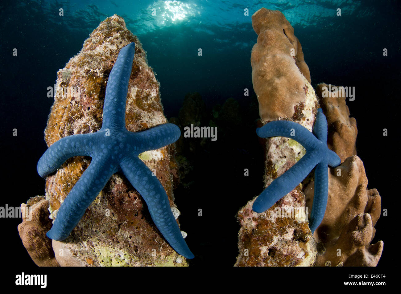 Blue linkia starfish (Linckia laevigata) pair attached to the dead part of coral, New Ireland, Papua New Guinea Stock Photo