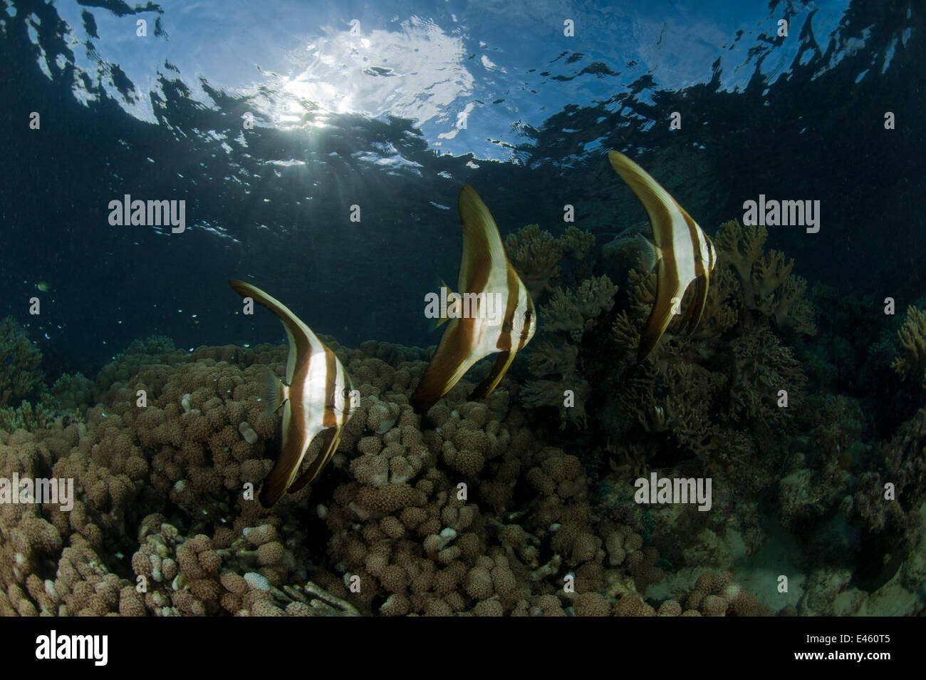Juvenile Longfin batfish (Platax tiera) New Ireland, Papua New Guinea Stock Photo