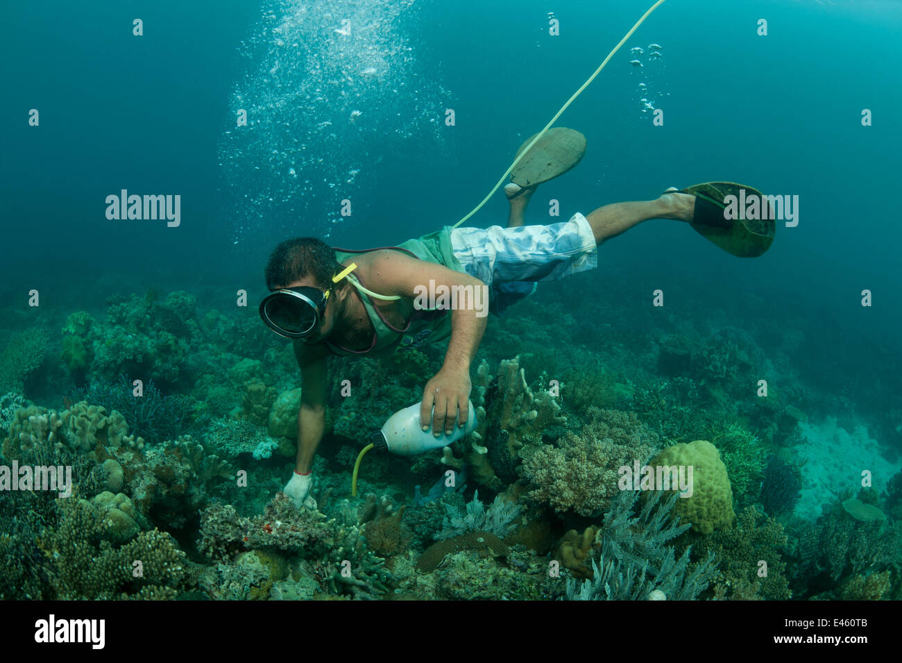 Cyanide fisherman applying cyanide to coral crevices to stun fish. This is highly damaging fishing practice to catch live reef fish either for the aquarium or food fish trade. Palawan, Philippines, April 2009 Stock Photo