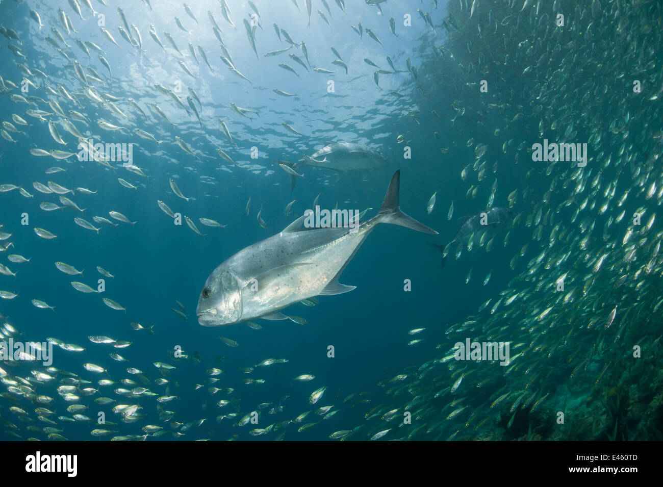 Giant trevally (Caranx ignobilis) chasing shoal of Oxeye Scads (Selar boops) in the house reef of Miniloc Island Resort, El Nido, Palawan, Philippines Stock Photo