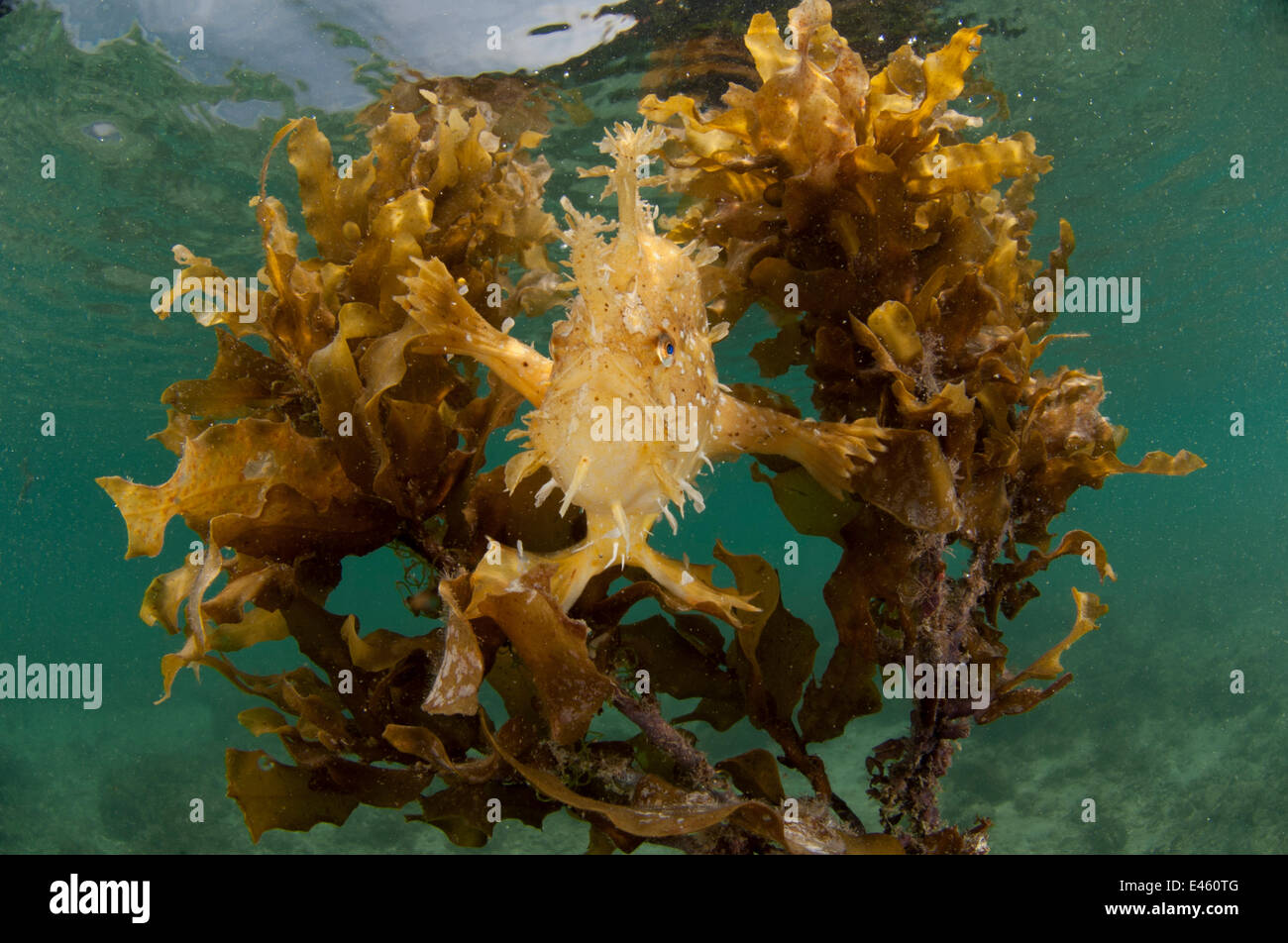 Sargassum frogfish / anglerfish (Histrio histrio) in its floating Sargassum seaweed home, El Nido, Palawan, Philippines Stock Photo