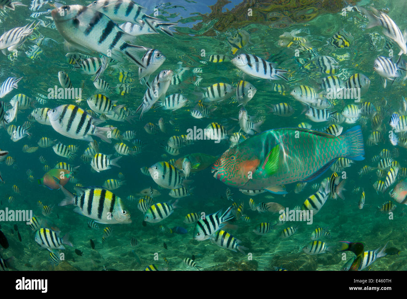 Sergeant major damselfish (Abudefduf vaigiensis), Parrotfish and Wrasses in the house reef of Miniloc Island Resort, El Nido, Palawan, Philippines. These fish come together densely when bread is thrown into the water by staff from the eco-resort. Stock Photo