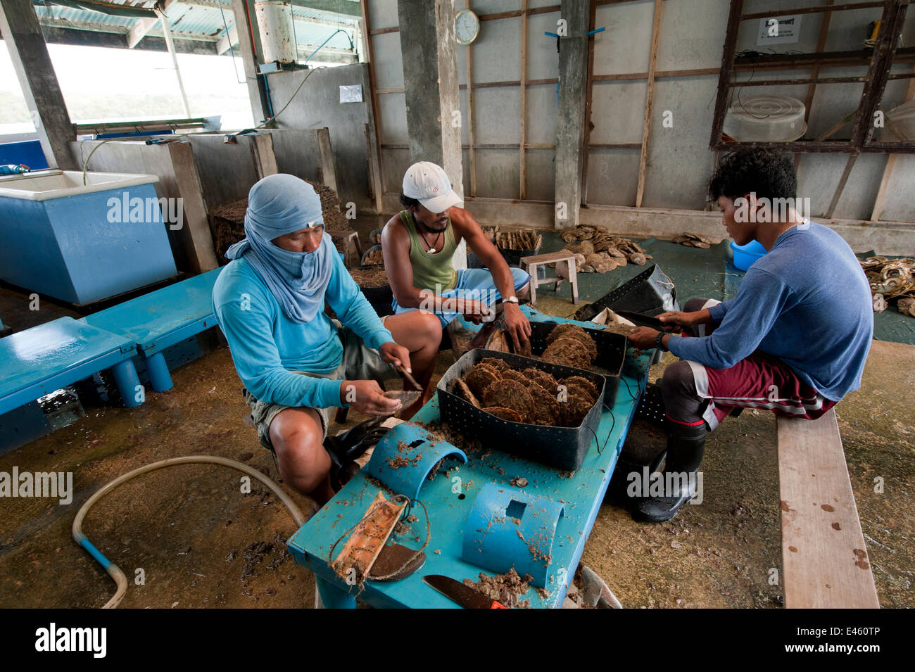 Jewelmer Pearlfarm workers clean each pearl oyster regularly taking off barnacles and anything that grows on the shell, Philippines, April 2010 Stock Photo