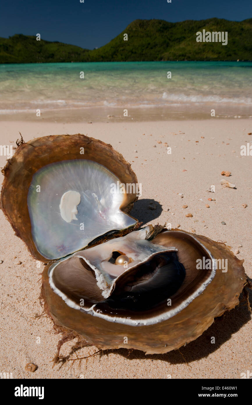 Jewelmer Pearlfarm, Goldlip pearl oyster (Pinctada maxima) with golden pearl on beach, Palawan, Philippines, May 2009 Stock Photo