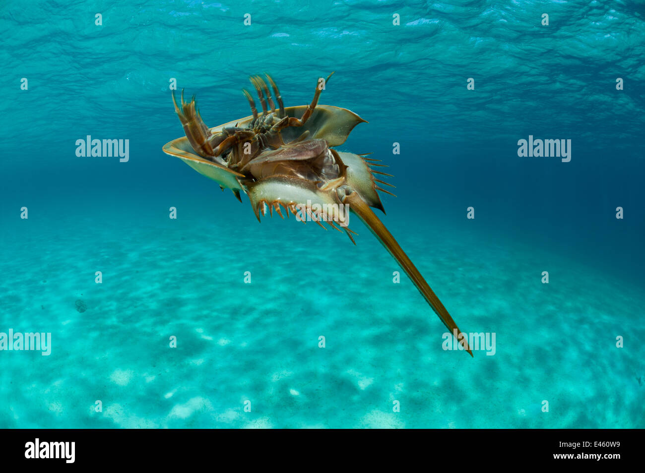 Horsehoe crab (Tachypleus gigas) swimming on its back with gills