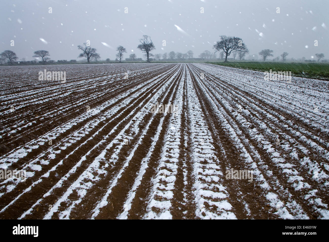 Snow falling on arable land with Oak trees in the background, Southrepps, Norfolk, UK, April Stock Photo