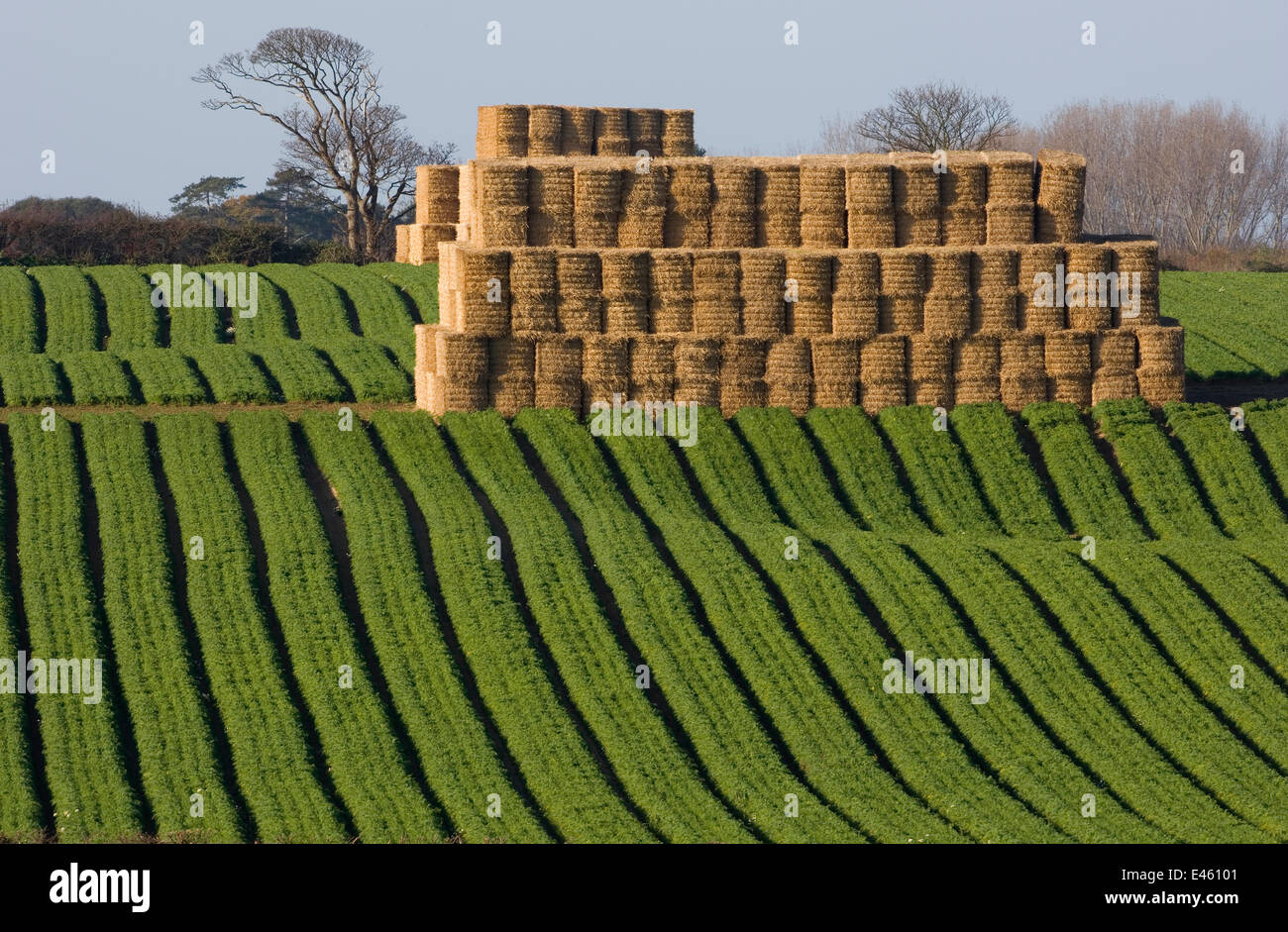 Large crop of Carrots growing in field with stack of round straw bales, Norfolk, UK, November