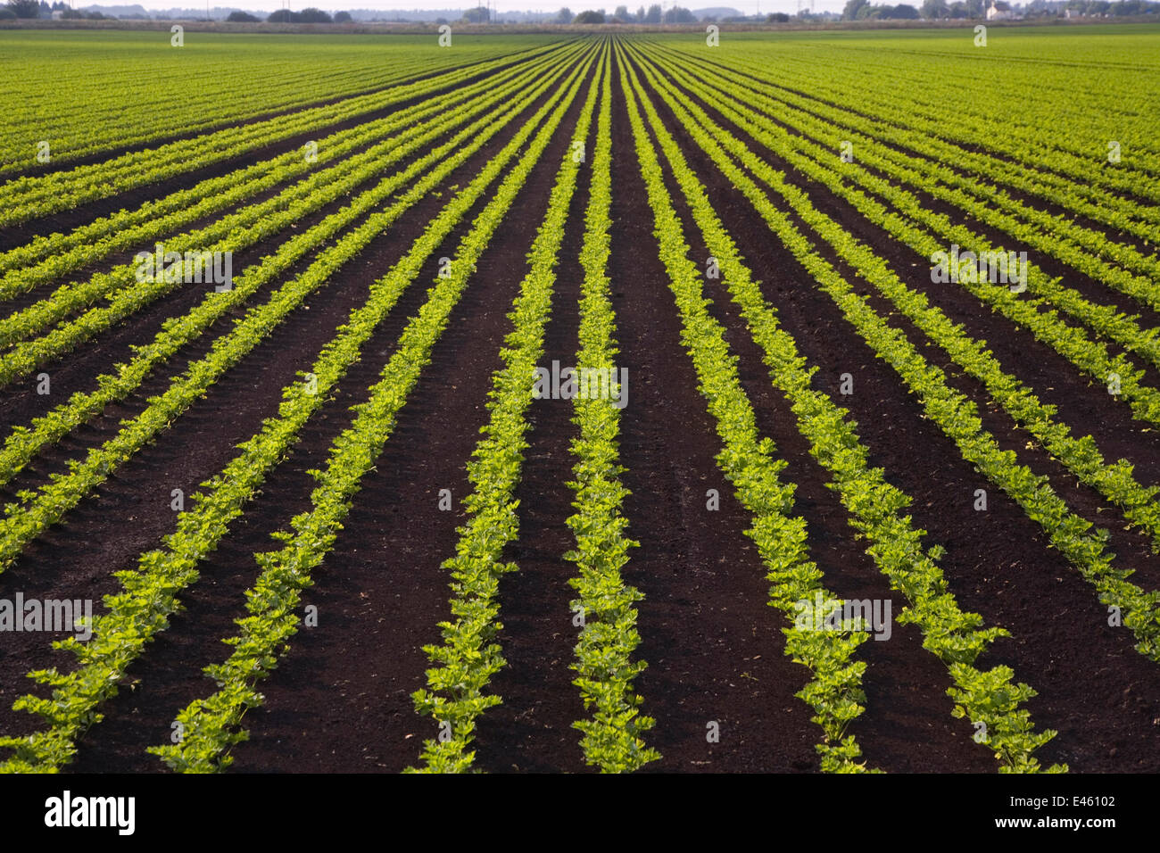 Large field of Celery growing in rows on fenland, Cambridgeshire, UK