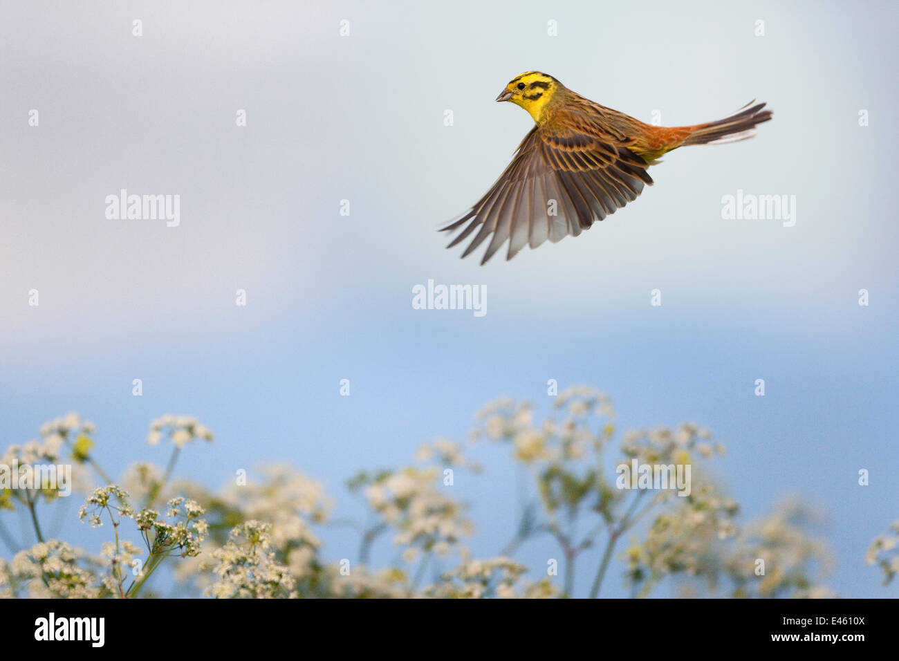 Yellowhammer (Emberiza citinella) male in flight, Norfolk, UK, May Stock Photo