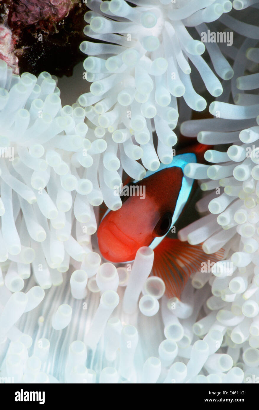 Black anemonefish (Amphiprion melanopus) in bleached anemone due to sea warming, Moluccas, Banda,    Indonesia. Stock Photo