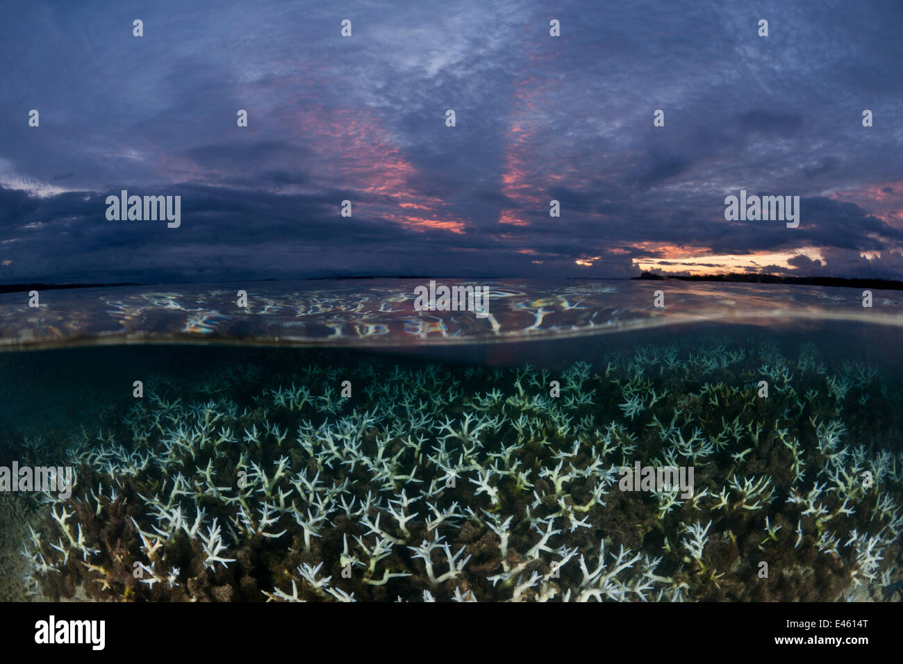 Split level image of shallow bleaching corals at sunset, New Ireland, Papua New Guinea Stock Photo