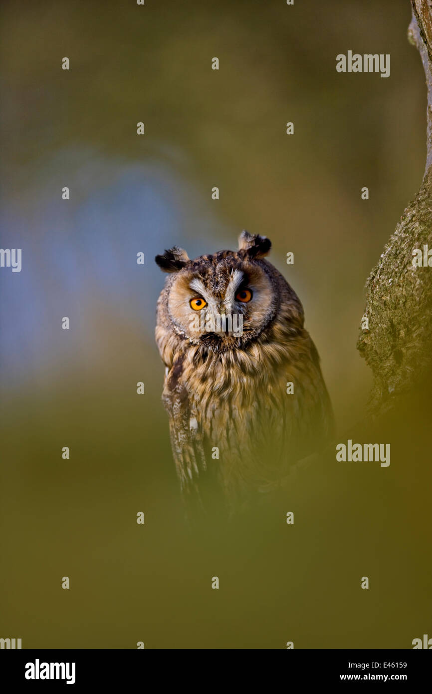 Long Eared Owl (Asio flammeus)  UK, controlled conditions, April, Captive Stock Photo