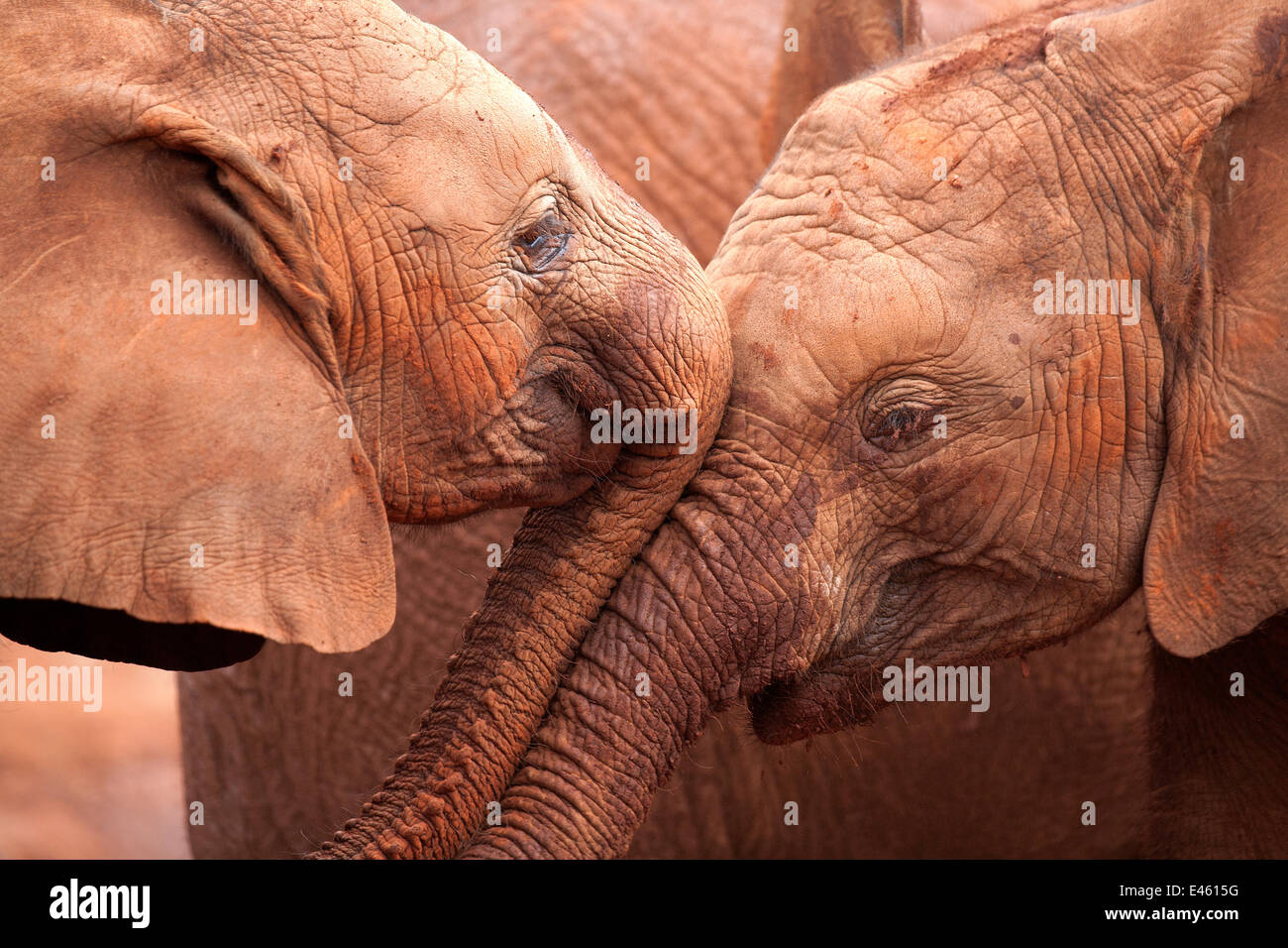 Two orphan baby Elephants (Loxodonta africana) being affectionate
