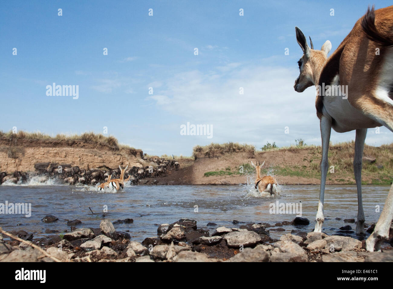 Thomson's gazelles (Eudorcas thomsonii) following a herd of Wildebeest ...