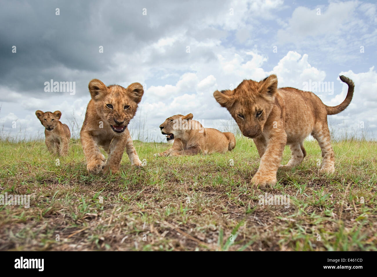 African lion (Panthera leo) cubs aged 6-9 months approaching with curiosity watched by their mother, Masai Mara National Reserve, Kenya. February Stock Photo