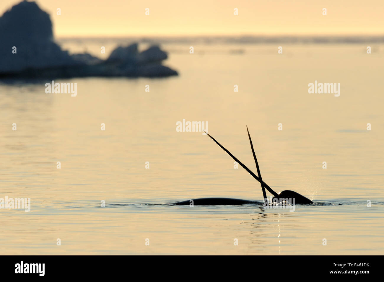 Narwhal (Monodon monoceros) crossing tusks above water surface. Baffin Island, Nunavut, Canada, April. Stock Photo