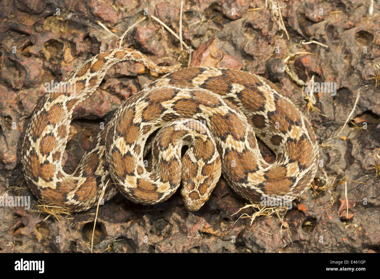 Saw scaled viper, Echis carinatus, Common, Wilderness, Goa Stock Photo