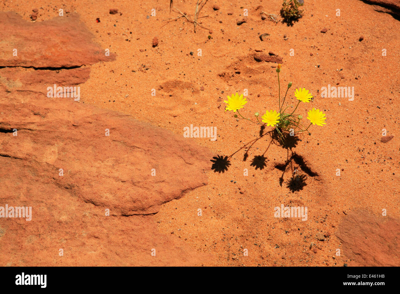 Red Desert Sand and Yellow Flowers abstract background Stock Photo