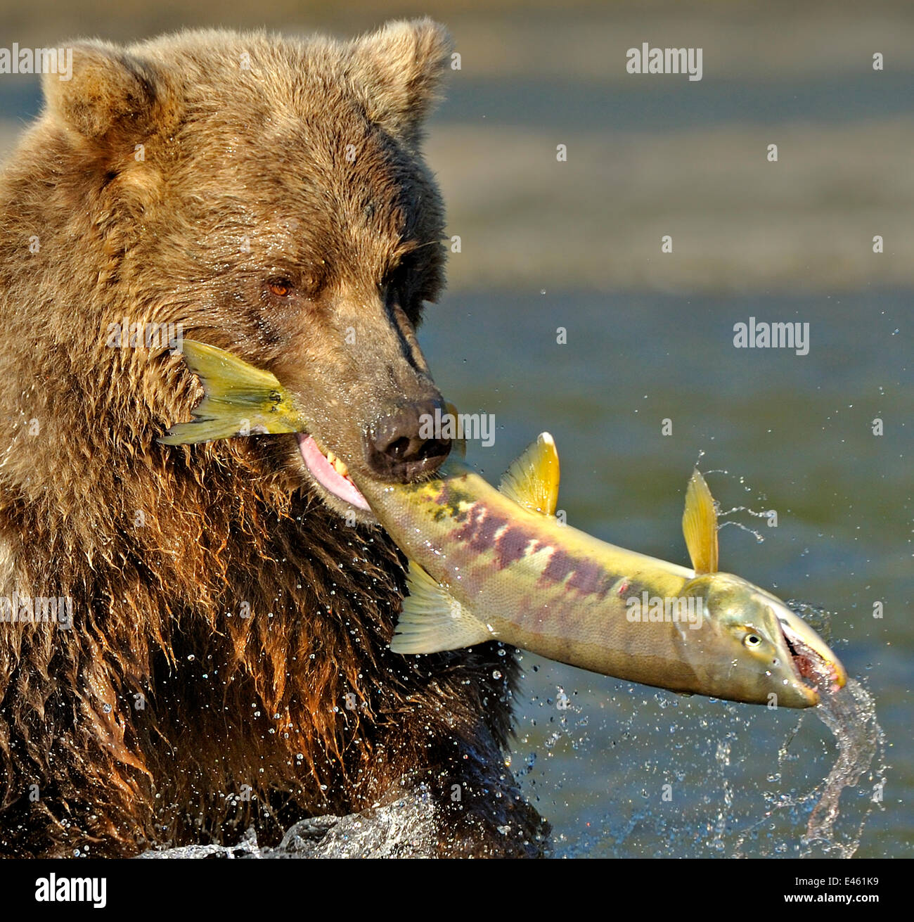 Brown Teddy Bear Sits by the Lake with a Fishing Rod and Catches