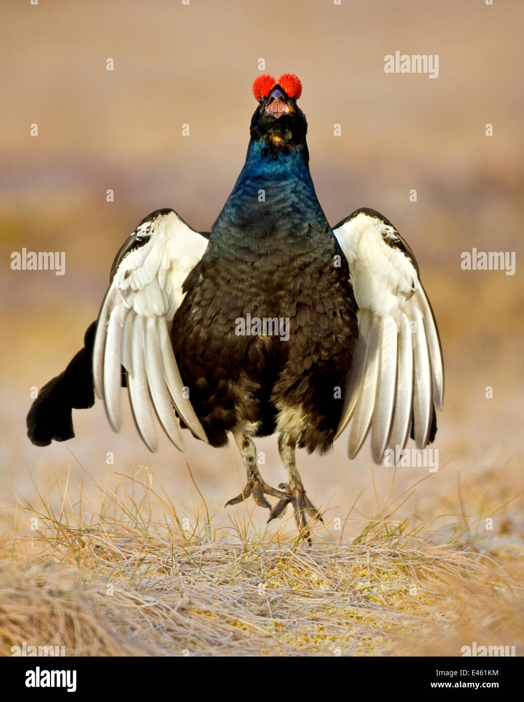 Black Grouse (Tetrao tetrix) male displaying at a lek. UK, Europe, May. Stock Photo