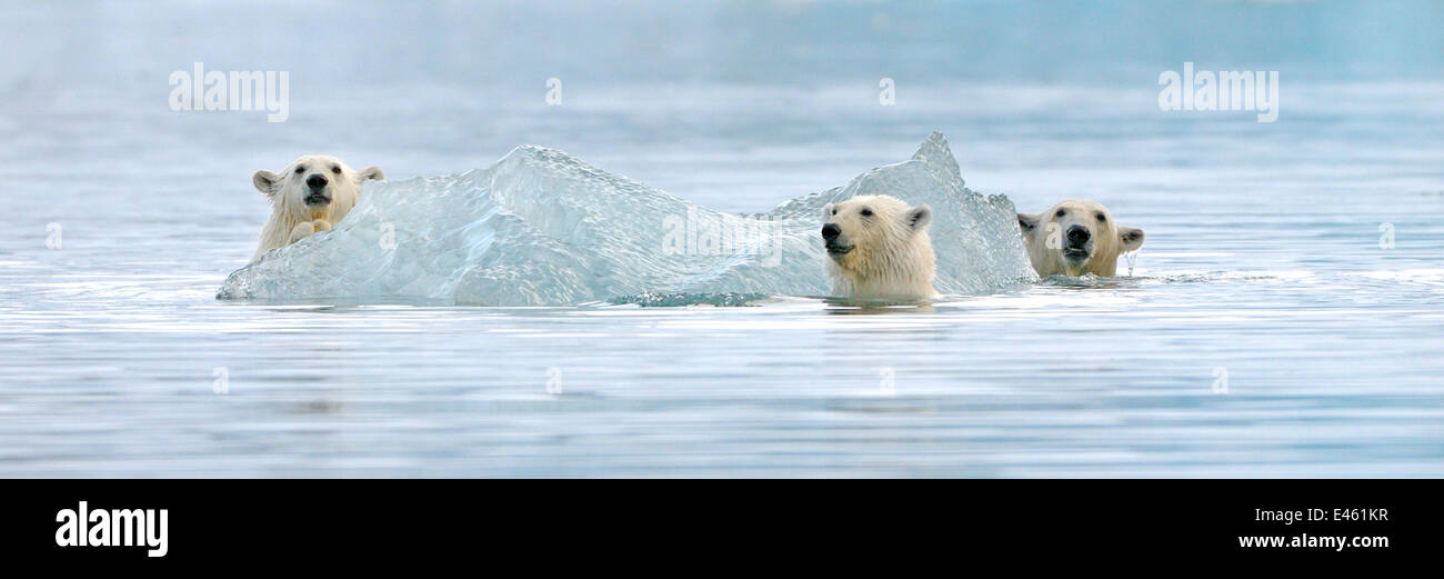 Polar bear cubs playing with mother hi-res stock photography and images ...