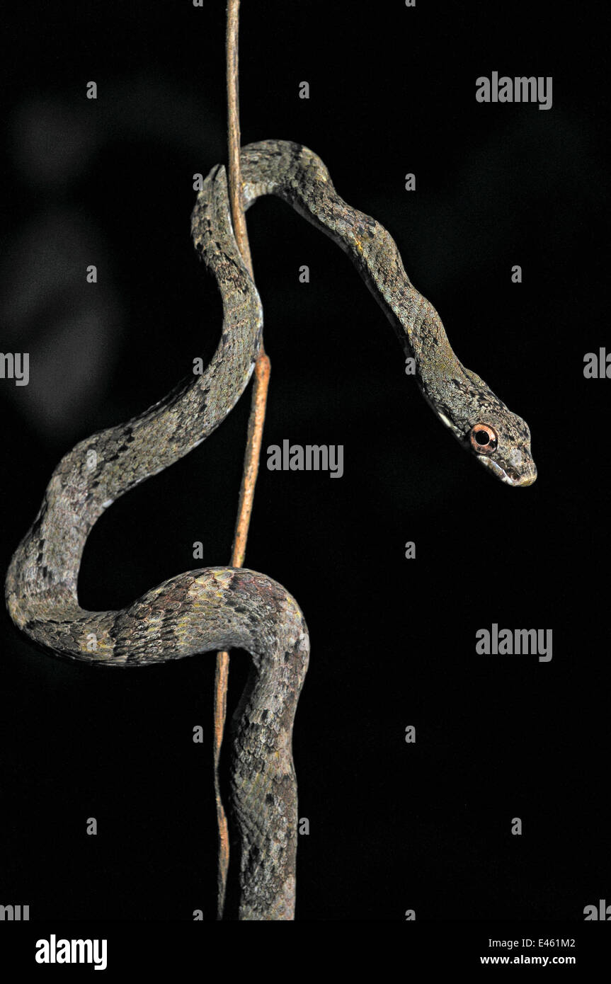 Puffing / Bird Eating / Twig Snake (Pseustes poecilonotus) in characteristic posture mimicking a twig. French Guyana, August. Stock Photo