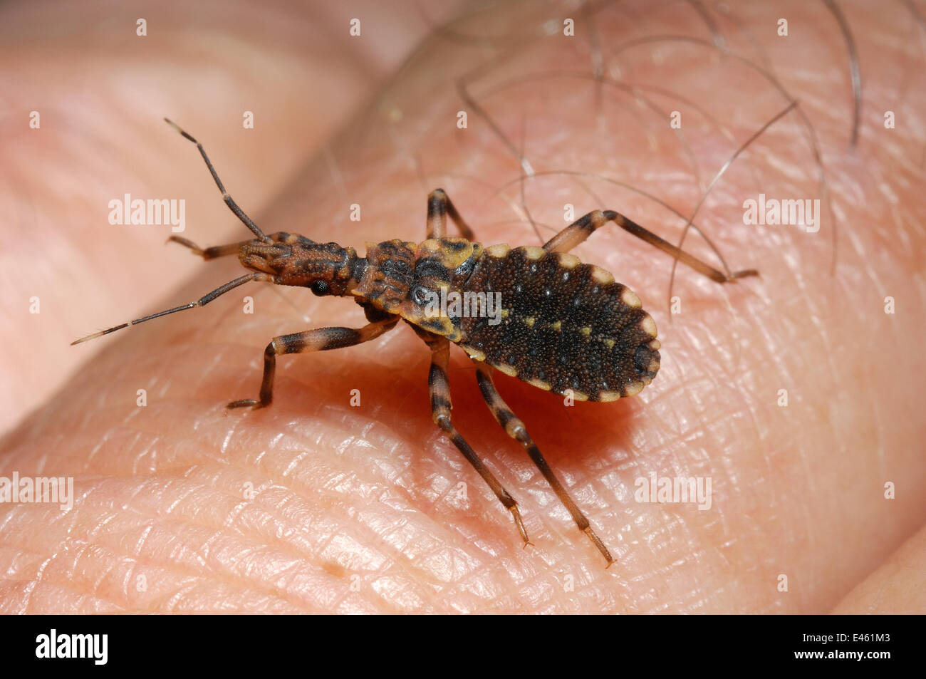 Vinchuca (Triatoma infestans) walking across human skin. The bug is a blood feeder, and vector of Chagas disease. Controlled conditions. Bolivia, April. Stock Photo