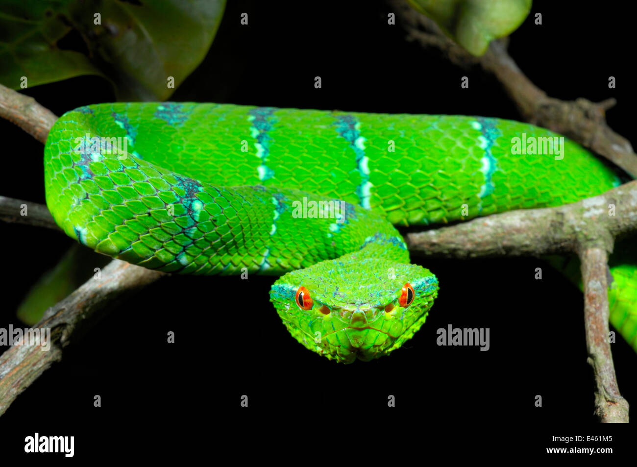 Sac serpent fluo top
